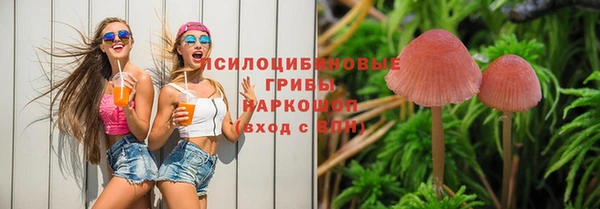 прущие грибы Хадыженск